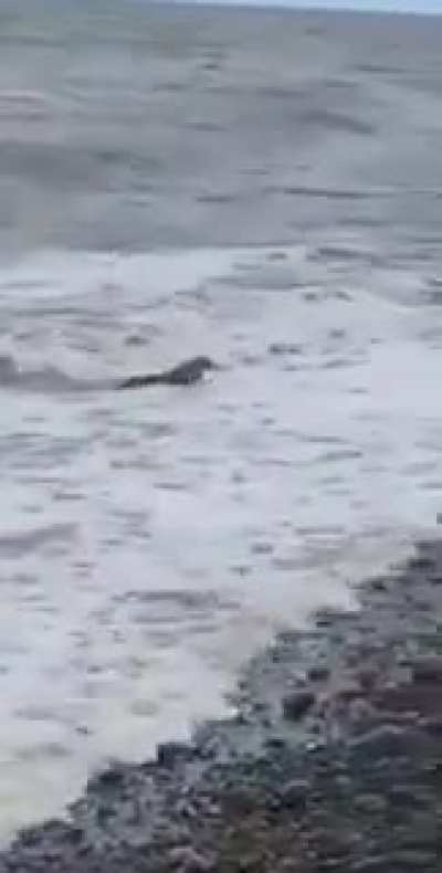 🔥 Rabbit emerges from the ocean. We have officially gone mad.