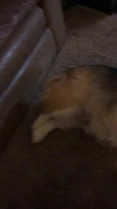 Look at dat piggy