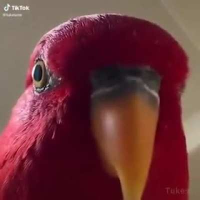 O-O