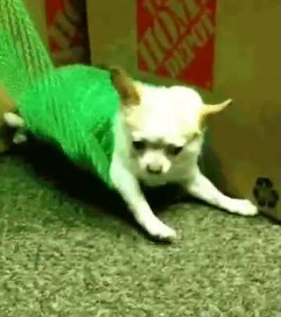 rolling dog