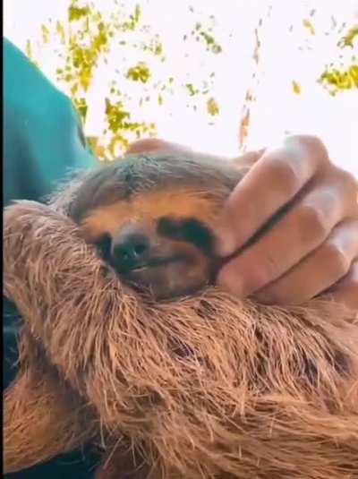 Sloth yawn