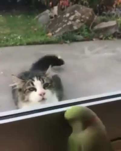 Peekaboo!...