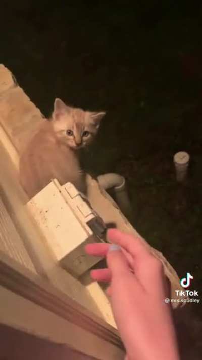 Look at the kitty!