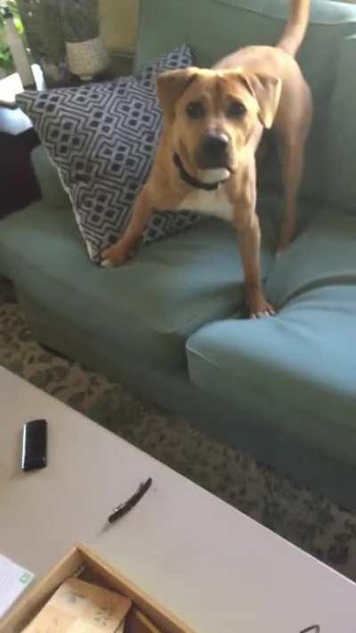 Attack dog