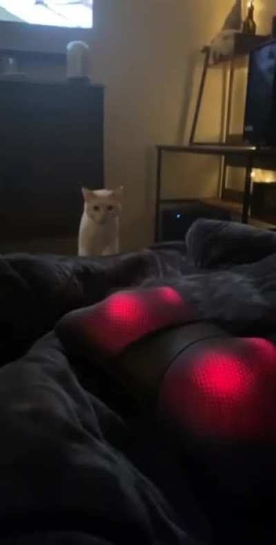 Toby wasn&rsquo;t a big fan of the massaging pillow