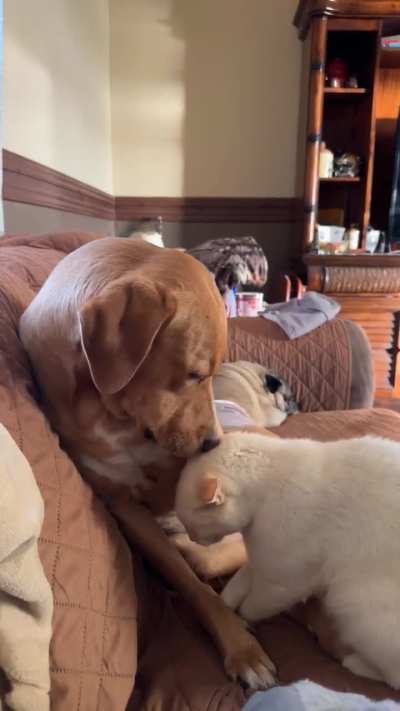 Siblings love