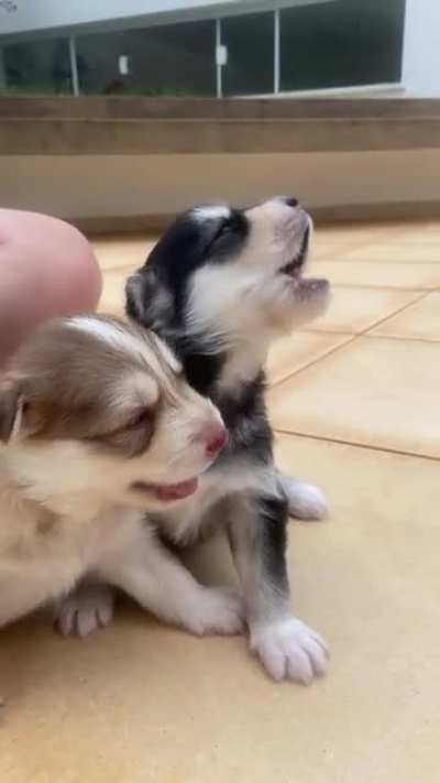 babies