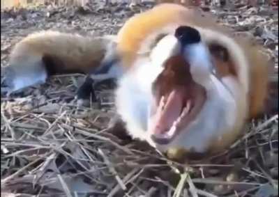 Screaming fox