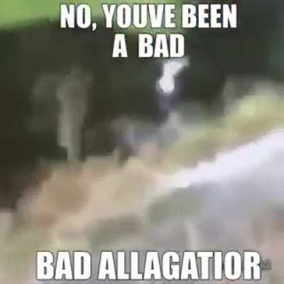 Bad alligator