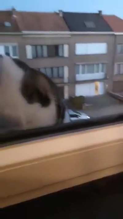 Neighborhood kitty that visits me sometimes ☺️