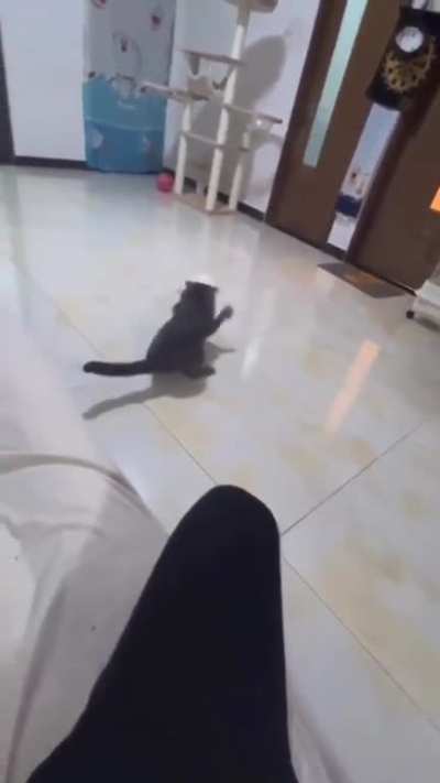 Report: Mission failed. This rabbit was huge and stoned.I swear, it was.