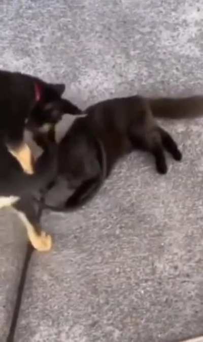 You seeing this shit, hooman?!!