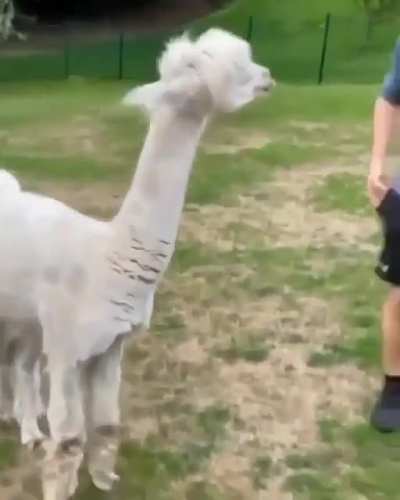 I hope this cute Llama hasn't been posted before.