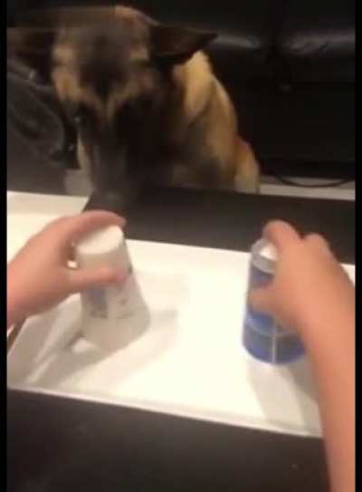 Smart dog....