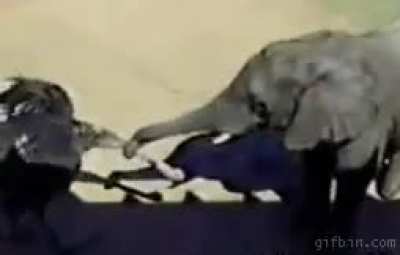 Pecking an elephant&rsquo;s trunk