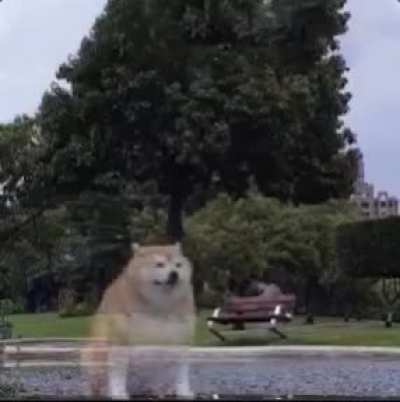 Hola