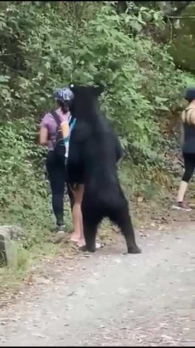 What bear want