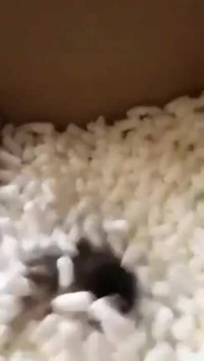 You sure that white stuff is packaging?