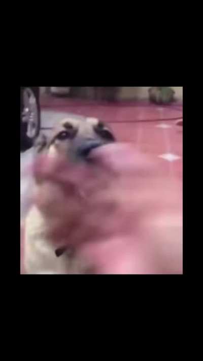 GTFO