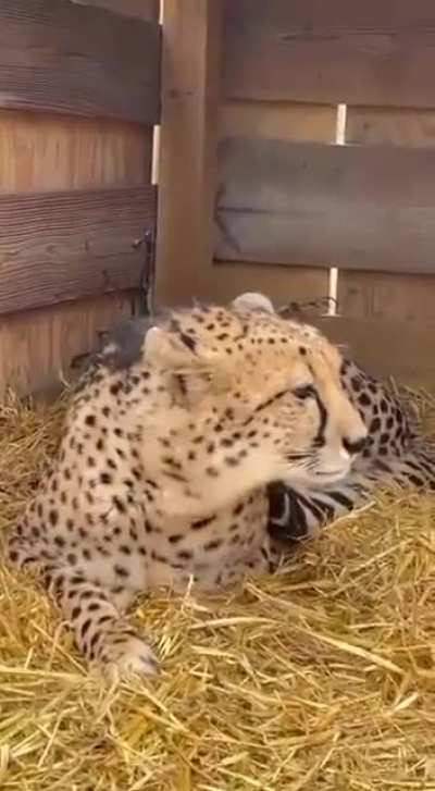 Here they come💕 1st of the nine cheetahs from Namibia. Ready to travel to India.