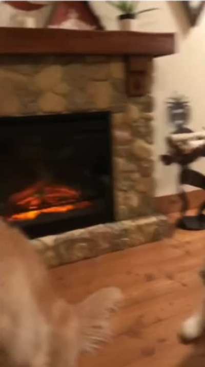 Huskies seems excited.