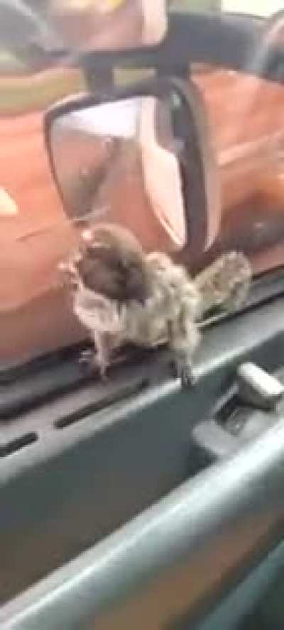 Macaco maconheiro kkkkk meu deus