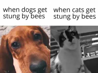 Rule