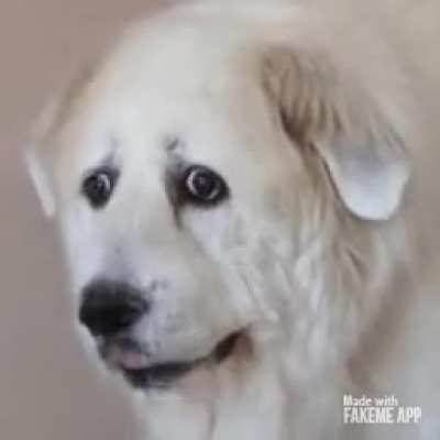 Blursed_Doggo