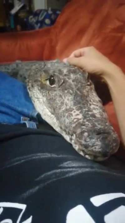 Monster pet