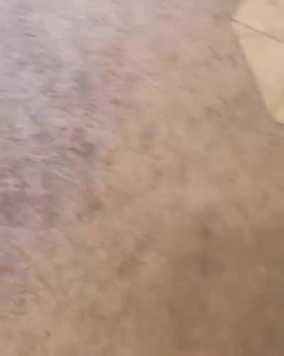 According to her human, 