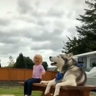 Kid and husky, the worst combo