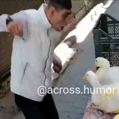 duck