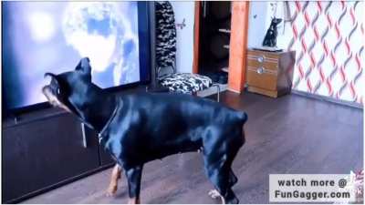 Doberman copying Michael jackson's dance moves