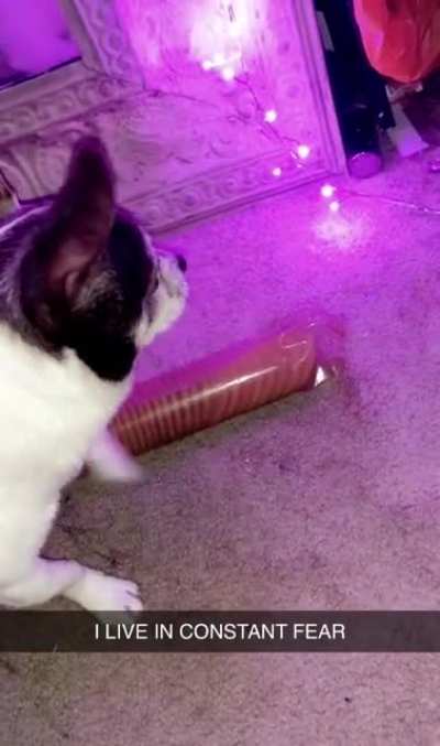 I think she didn&rsquo;t get her crackers