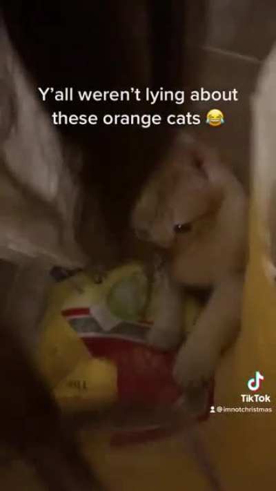 Orange cats are something else 😂