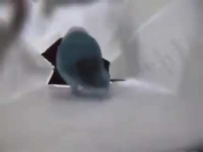 Bird