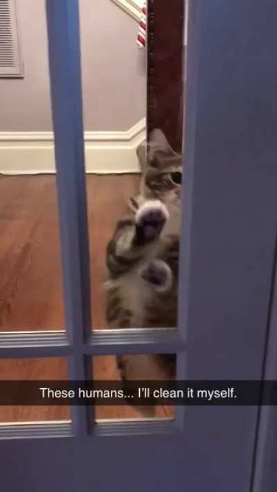 This cat is just too much. Clover is a determined kitty.