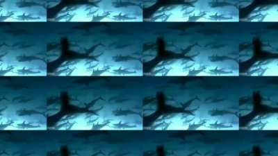 I made this video to express my love for Sharks 🦈