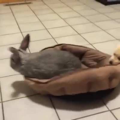 "I am the pupper now"