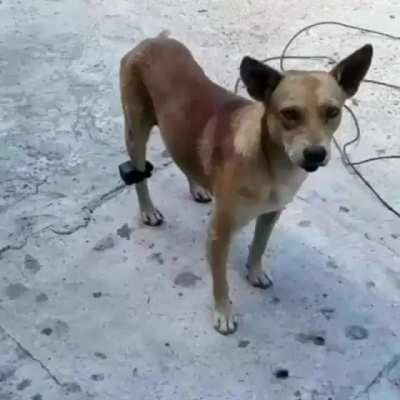 Si
