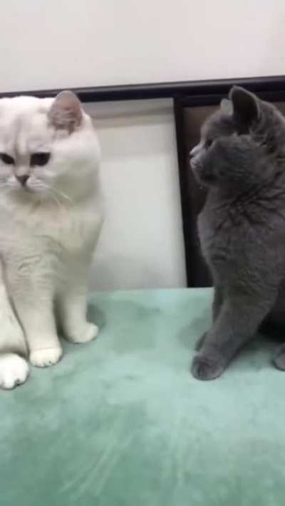 Cat sneaks a sniff.