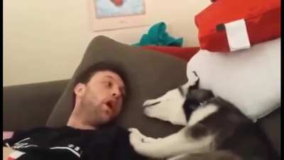 Husky puppy has 