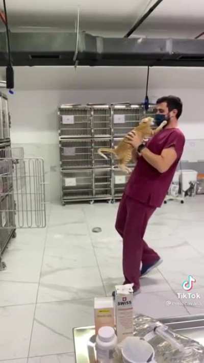 viCiOus cAt lEApIng attACk