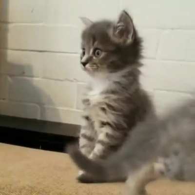 Cuteness Overloaded