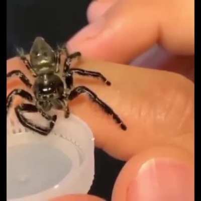 Aranhinha bebendo &aacute;gua