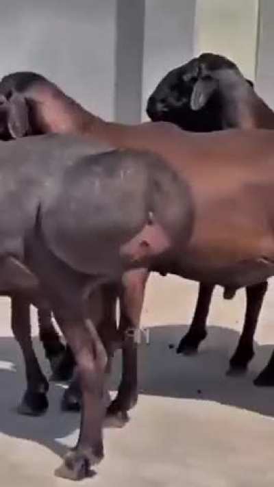 wtf