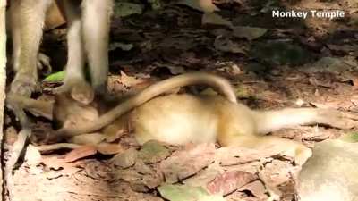 Baby monkey die