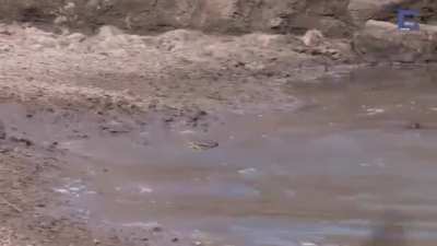 Antelope&rsquo;s lighting fast reflexes saves it from Crocodile attack