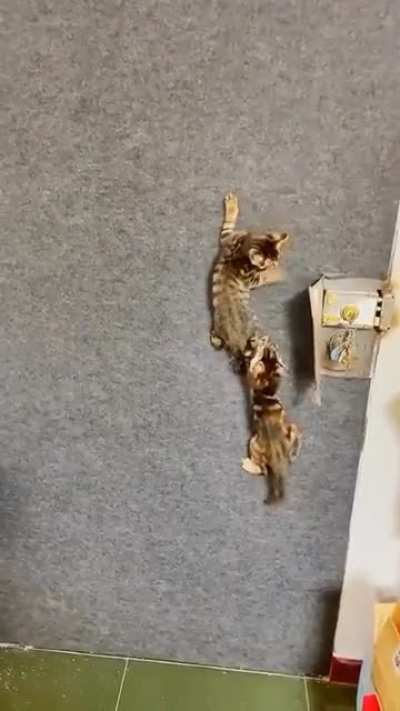 Котобелки
