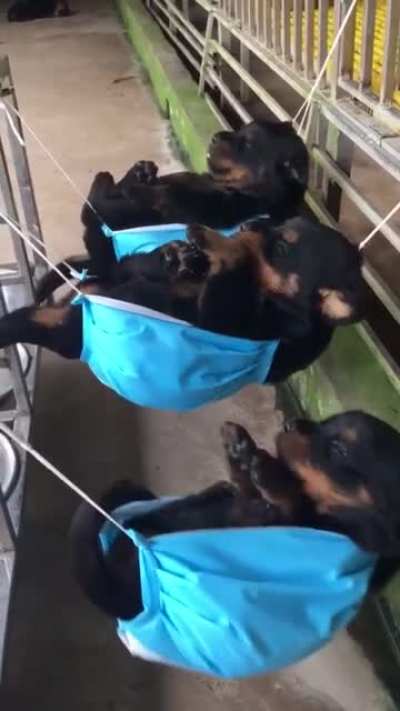 woof_irl